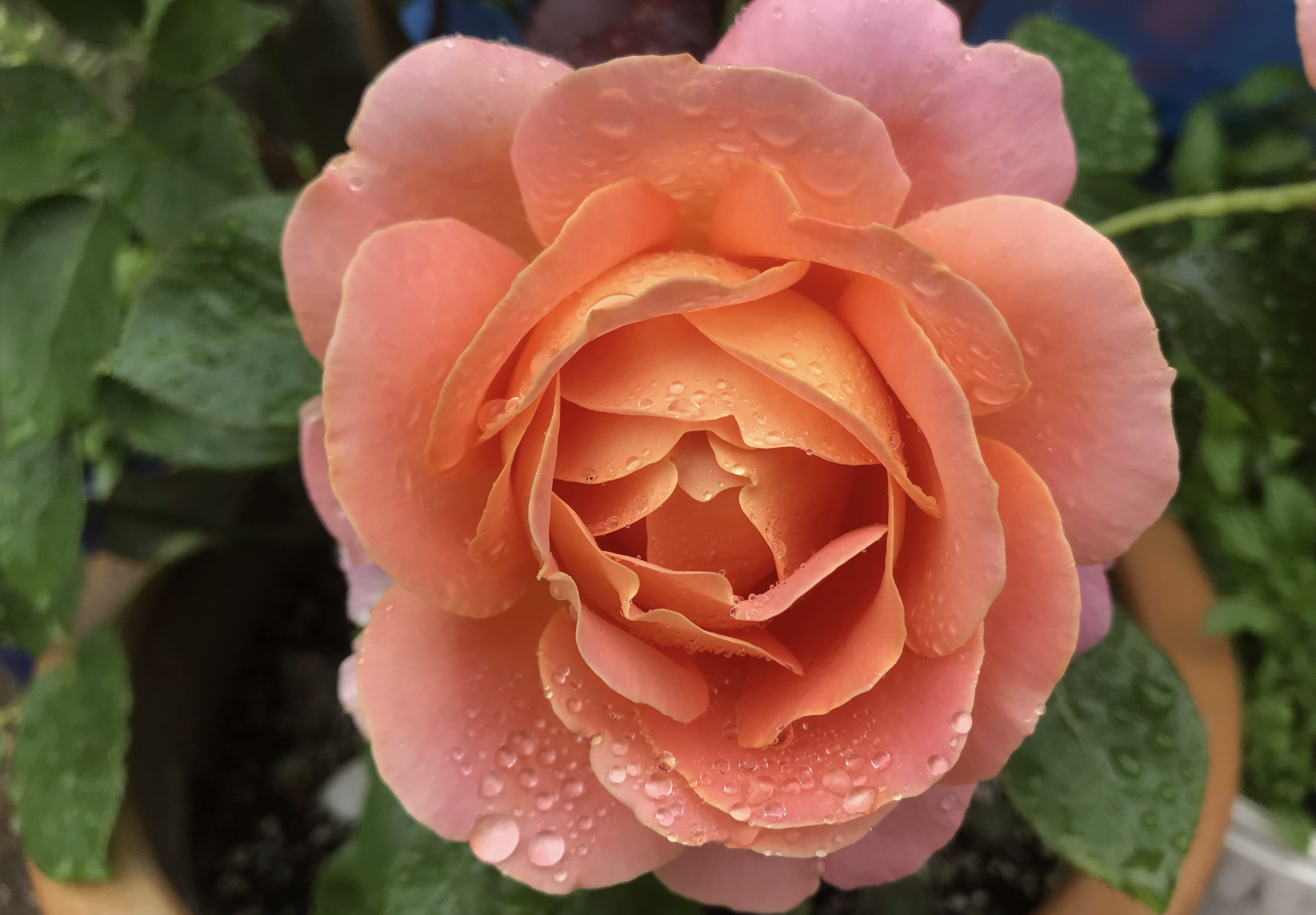 Your Garden Peach Rose